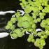 Limnobium laevigatum, indelis (užsakoma pekė)